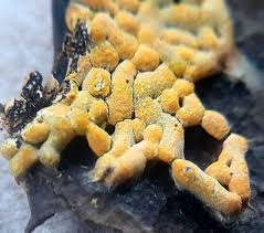 Attēlu rezultāti vaicājumam “Physarum virescens macro”