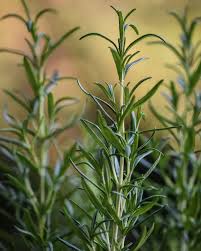 Image result for Thymian