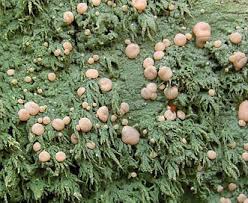 Attēlu rezultāti vaicājumam “Icmadophila ericetorum”