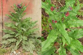 Attēlu rezultāti vaicājumam “Cynoglossum officinale fruit”