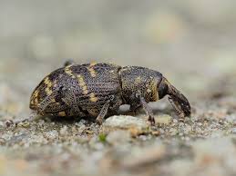 Attēlu rezultāti vaicājumam “Hylobius abietis”