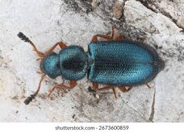 Billedresultat for rovbille