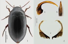 Attēlu rezultāti vaicājumam “Ilybius sp.”