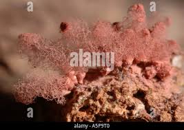 Attēlu rezultāti vaicājumam “Cribraria argillacea stalked”