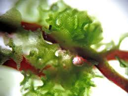 Attēlu rezultāti vaicājumam “Lophozia laxa macro”