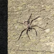 Attēlu rezultāti vaicājumam “Philodromus margaritatus”