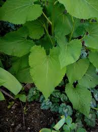 Attēlu rezultāti vaicājumam “Lunaria rediviva leaf”