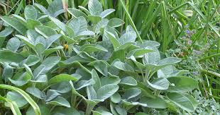 Image result for Salbei