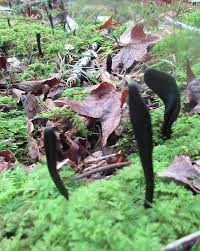 Attēlu rezultāti vaicājumam “Geoglossum sp.”