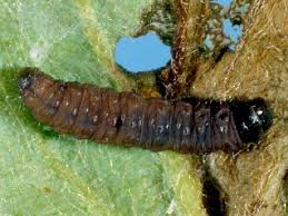 Attēlu rezultāti vaicājumam “Spilonota ocellana”