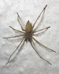 Attēlu rezultāti vaicājumam “Cheiracanthium sp.”