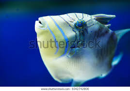 Image result for Balistes vetula