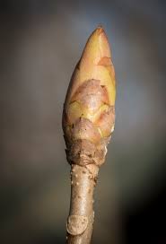 Attēlu rezultāti vaicājumam “Aesculus x hybrida bud”