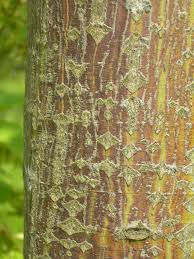 Attēlu rezultāti vaicājumam “Acer rufinerve”