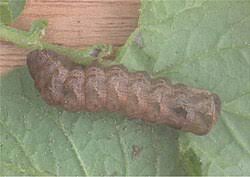 Attēlu rezultāti vaicājumam “Xestia triangulum”