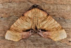 Attēlu rezultāti vaicājumam “Plagodis dolabraria”