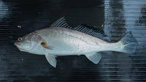 Image result for Argyrosomus japonicus