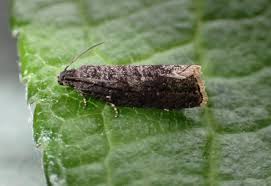 Attēlu rezultāti vaicājumam “Grapholita funebrana”