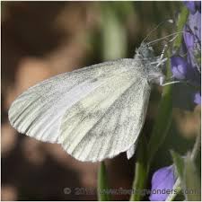 Attēlu rezultāti vaicājumam “Leptidea sinapis”