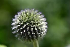 Image result for Blaudistel