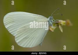 Attēlu rezultāti vaicājumam “Leptidea sinapis underside”