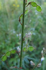 Attēlu rezultāti vaicājumam “Diderma cingulatum sessile”