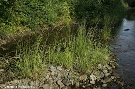 Attēlu rezultāti vaicājumam “Glyceria fluitans fruit”