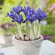 Attēlu rezultāti vaicājumam “Iris reticulata”