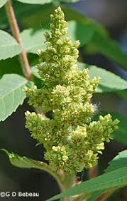 Attēlu rezultāti vaicājumam “Rhus typhina flower”