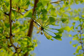 Attēlu rezultāti vaicājumam “Ginkgo biloba male flower”