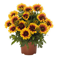 Image result for Gaillardia