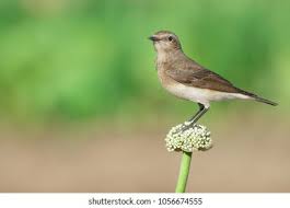 Image result for Oenanthe pleschanka