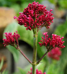 Attēlu rezultāti vaicājumam “Valerianaceae”