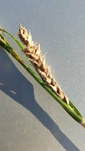 Attēlu rezultāti vaicājumam “Carex hirta female flower”