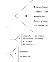 Attēlu rezultāti vaicājumam “Pachyphloeus melanoxanthus”