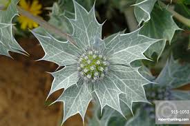 Attēlu rezultāti vaicājumam “Eryngium maritimum”