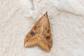 Attēlu rezultāti vaicājumam “Udea fulvalis”