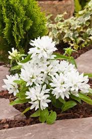 Attēlu rezultāti vaicājumam “Campanula glomerata flower”