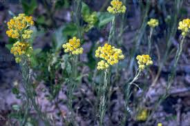 Attēlu rezultāti vaicājumam “Helichrysum arenarium flower”