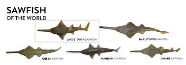 Image result for Pristis pristis