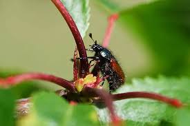 Attēlu rezultāti vaicājumam “Phyllopertha horticola imago”