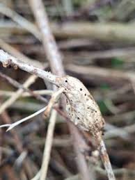 Attēlu rezultāti vaicājumam “Diastrophus rubi”