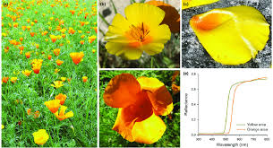 Attēlu rezultāti vaicājumam “Eschscholzia californica fruit”