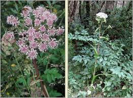 Attēlu rezultāti vaicājumam “Angelica sylvestris flower”