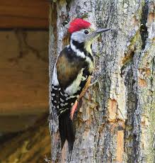 Attēlu rezultāti vaicājumam “Dendrocopos medius adult”