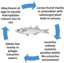 Image result for Pseudomyxus capensis