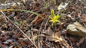 Attēlu rezultāti vaicājumam “Gagea pratensis”