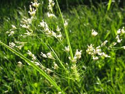 Attēlu rezultāti vaicājumam “Luzula luzuloides”