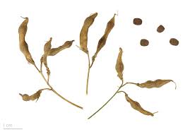 Attēlu rezultāti vaicājumam “Lathyrus tuberosus flower”