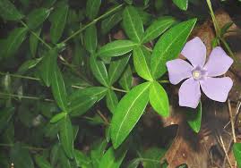 Attēlu rezultāti vaicājumam “Vinca minor leaf”